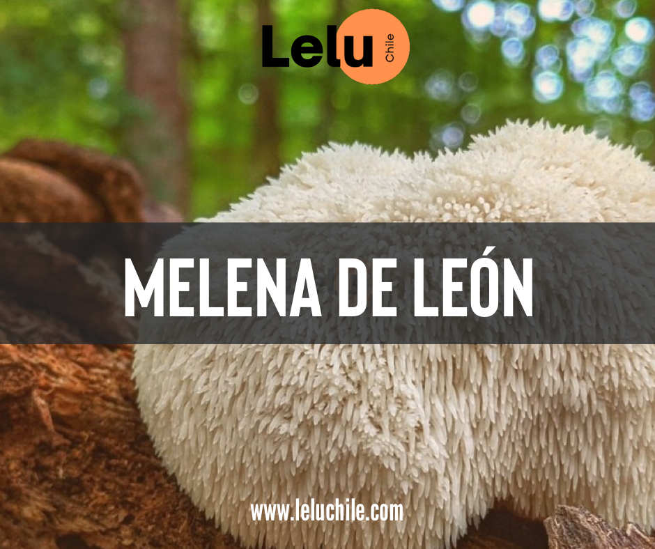 Av - Melena de León Fortificada